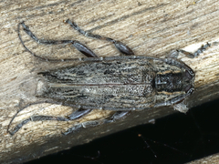 Didymocentrotus denticollis
