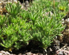 Draba densifolia