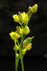 Draba densifolia