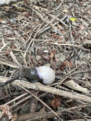 Porphyrobaphe iostoma
