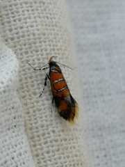 Promalactis procerella