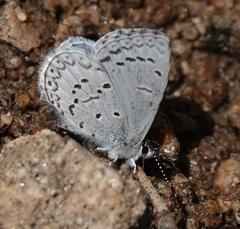 Celastrina echo sidara