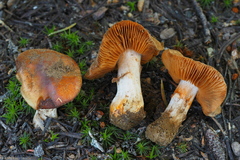 Cortinarius flavobasilis