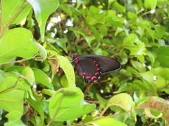 Parides montezuma