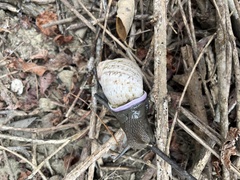Porphyrobaphe iostoma