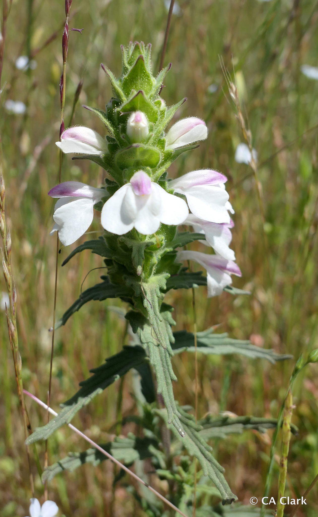 Bellardia trixago