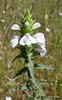 Mediterranean Lineseed - Photo (c) sea-kangaroo, some rights reserved (CC BY-NC-ND), uploaded by sea-kangaroo
