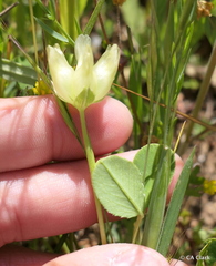 Trifolium fucatum