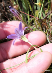 Brodiaea terrestris terrestris