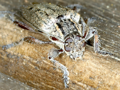 Didymocentrotus denticollis