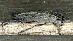 Didymocentrotus denticollis