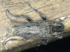 Didymocentrotus denticollis