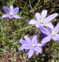 Brodiaea terrestris terrestris