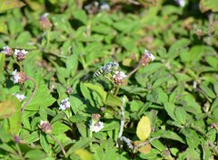 Microbembex monodonta