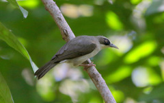 Thick-Billed Heleia photo 1