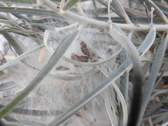 Asclepias brachystephana