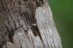 Microceramus pontificus