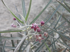 Asclepias brachystephana