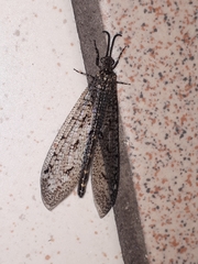 Brachynemurus nebulosus