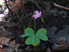 Oxalis metcalfei