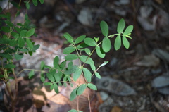 Euphorbia hypericifolia