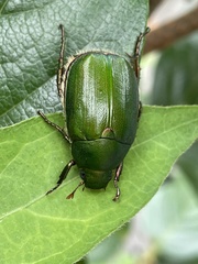 Anomala albopilosa albopilosa