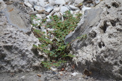 Euphorbia blodgettii