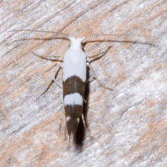 Argyresthia oreasella