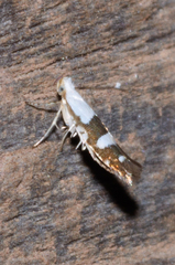 Argyresthia oreasella