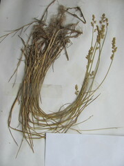 Festuca filiformis