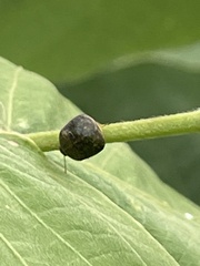 Megacopta punctatissima