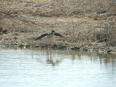 Himantopus mexicanus