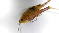 Conocephalus brevipennis