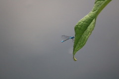 Enallagma geminatum