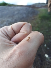 Deraeocoris lutescens