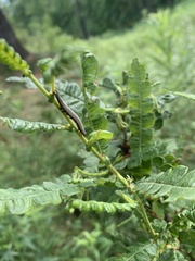 Catocala antinympha