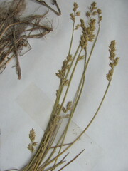 Festuca filiformis