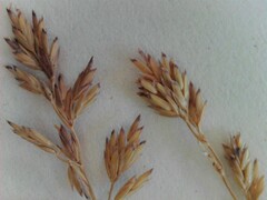 Festuca filiformis