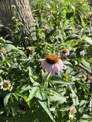 Echinacea purpurea