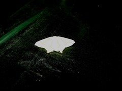 Ourapteryx sambucaria