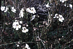 Euphrasia gibbsiae