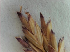 Festuca filiformis