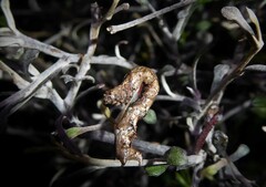 Horisme suppressaria