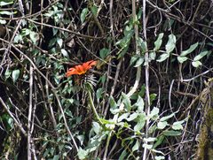 Mutisia lanata