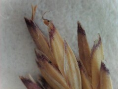 Festuca filiformis