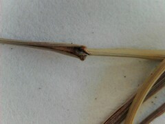 Festuca filiformis