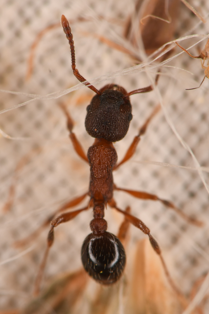 Incomplete Ant