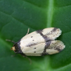 Barea enigmella