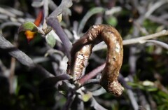 Horisme suppressaria