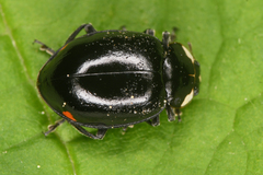 Hippodamia moesta moesta